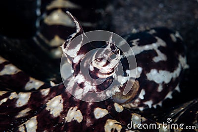 Detail of Mimic Octopus in Lembeh Strait Stock Photo