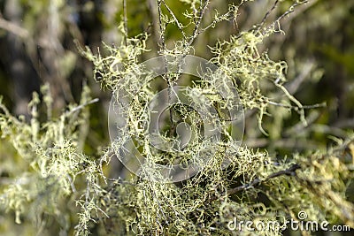 Detail of a moss covered branch Stock Photo