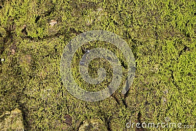 Detail moss on the Nature tree bark texture pattern background wallpaper Stock Photo