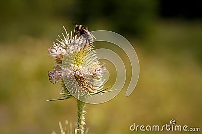Detail of a mountain plant pollinated by a bee Stock Photo