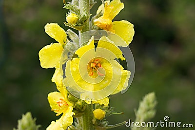 Detail of mullein flowers in summer Stock Photo