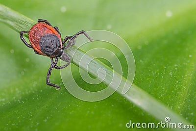 Deer tick lurking on a grass stem. Ixodes ricinus Stock Photo