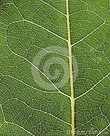 Detail of nerves macro of a leaf Stock Photo