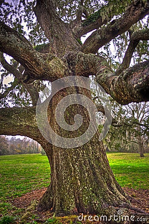 Detail of Oak Tree Trunk and Limbs Stock Photo