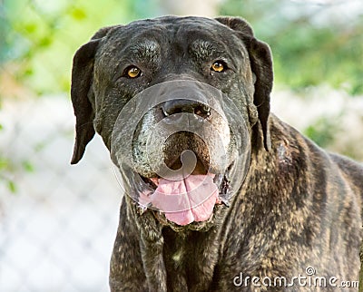 Detail of old dog fila brasileiro Stock Photo