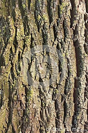 Detail of old tree bark Stock Photo