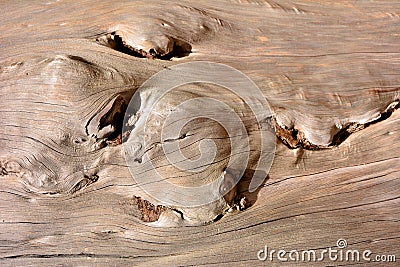 Detail of an old tree trunk Stock Photo