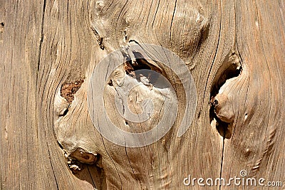 Detail of an old tree trunk Stock Photo