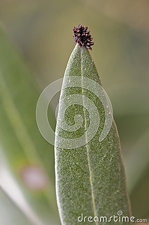 Detail of olive leaves infected by fungus, its attack causes important defoliations affecting the tree and the production Stock Photo