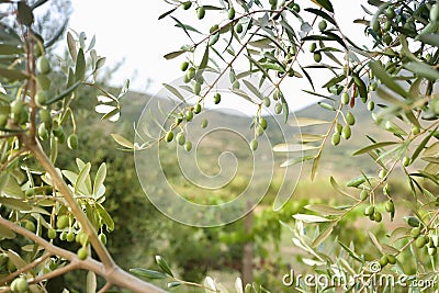 Detail of olive tree with green olives Stock Photo