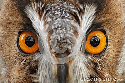 Detail of owl eyes. Close-up portrait of Long-eared owl sitting on the branch in the fallen larch forest during autumn. Wildlife Stock Photo
