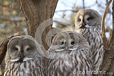 Detail of owls Stock Photo