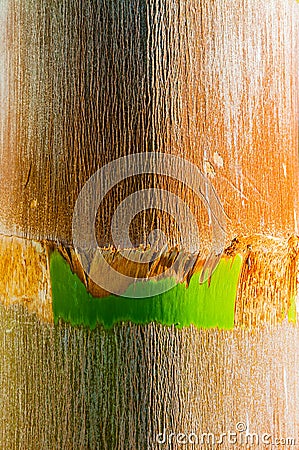 Detail of Palmtree Stock Photo