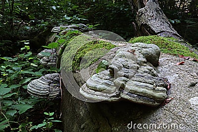 Detail of parasitic Tinder Fungus, fungal pathogen growing on tree trunk, latin name Fomes fomentarius, growing on a dead tree Stock Photo