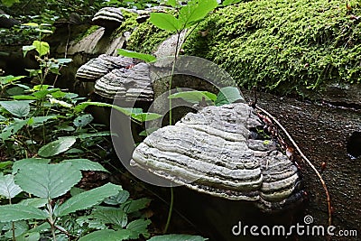 Detail of parasitic Tinder Fungus, fungal pathogen growing on tree trunk, latin name Fomes fomentarius, growing on a dead tree Stock Photo