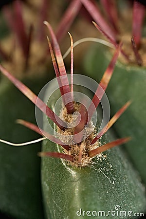 Detail of part of cactus. `The side` Stock Photo