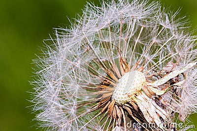 Detail of part dandelion`s head Stock Photo