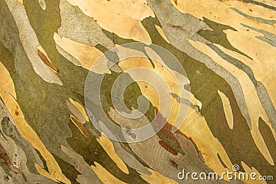 Detail Of The Patchy Bark Of A Wild Eucalyptus Tree Stock Photo