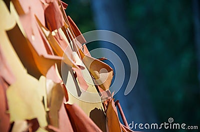 Detail of peeling papery bark of arbutus tree stands out against dark background Stock Photo