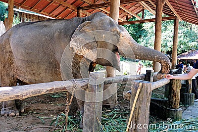 People feeding the elephant bananas in the zoo Editorial Stock Photo