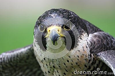 Detail of peregrine falcon Stock Photo