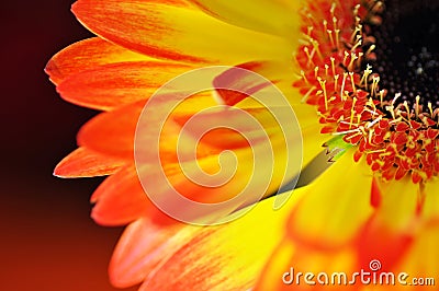 Detail, photo of yellow and orange gerbera, macro photography and flowers background Stock Photo