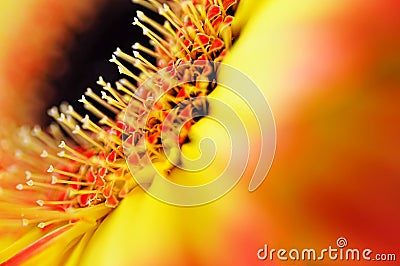 Detail, photo of yellow and orange gerbera, macro photography and flowers background Stock Photo