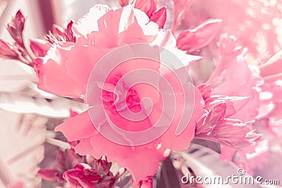 Detail of pink rose in the garden under sun light, holiday event valentine day and love Stock Photo
