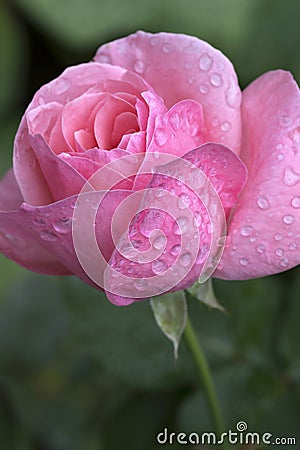 Detail of the pink Rose with Rain Drops Stock Photo