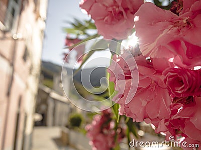 Detail of pink wild Italian roses. Stock Photo