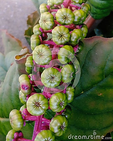 Detail of a plant Stock Photo