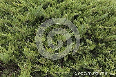 Detail of the plant in the garden Stock Photo