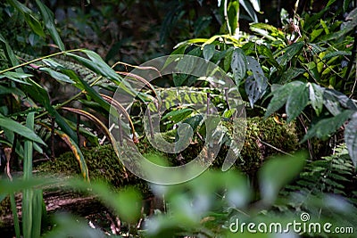 Detail of a plant leaf from the Atlantic Forest Stock Photo