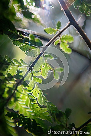 Detail of a plant leaf from the Atlantic Forest Stock Photo