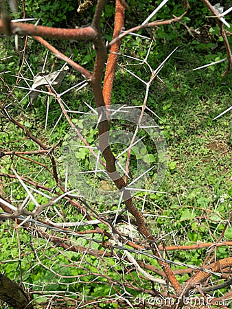 Detail of plant with thorns on green background, thorn concept Stock Photo