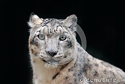 Detail portrait of beautiful big cat snow leopard, Panthera uncia. Face portrait of leopard with clear black background. Hemis Nat Stock Photo