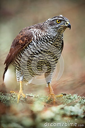 Detail portrait, birds of prey Goshawk sitting on the branch in the fallen larch forest during autumn, Sweden Stock Photo