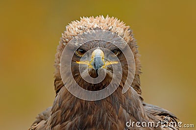 Detail portrait of eagle. Bird in the grass. Steppe Eagle, Aquila nipalensis, sitting in the grass on meadow, forest in background Stock Photo