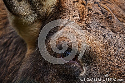 Detail portrait of elk or Moose, Alces alces in the dark forest during rainy day. Beautiful animal in the nature habitat. Wildlife Stock Photo