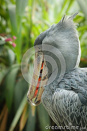 Detail portrait of grey shoebill, Balaeniceps rex. Closeup of rare bird with big beak. Wildlife scene from nature. Stock Photo