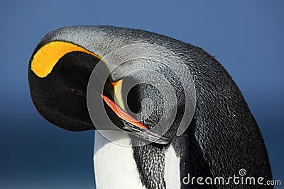 Detail portrait of king penguin cleaning plumage in Antartica Stock Photo