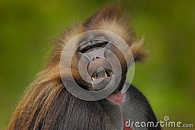 Detail portrait of monkey. Portrait of Gelada Baboon with open muzzle with tooths. Portrait of monkey from African mountain. Stock Photo