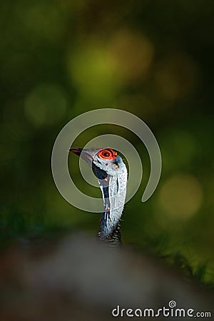 Detail portrait of Ocellated turkey, Meleagris ocellata, rare bizar bird, Tikal National Park, Gutemala. Wild turkey, ruins forest Stock Photo