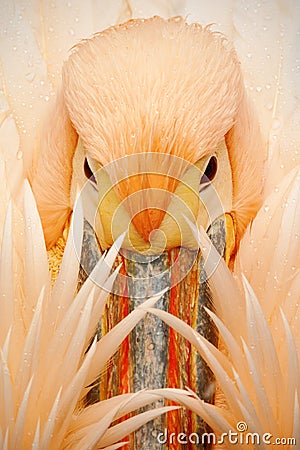Detail portrait of orange and pink bird pelican with feathers over bill Stock Photo