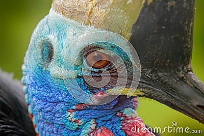 Detail portrait Southern cassowary, Casuarius casuarius, also known as double-wattled cassowary, Australian big forest bird, detai Stock Photo