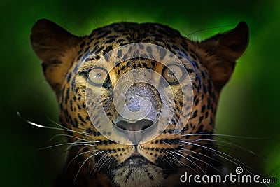 Detail portrait of wild cat. Sri Lankan leopard, Panthera pardus kotiya, Big spotted cat lying on the tree in the nature habitat, Stock Photo