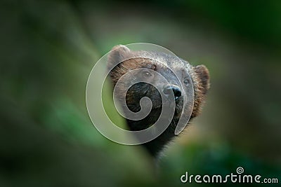 Detail portrait of wild wolverine. Face portrait of wolverine. Hidden Wolverine in Finland tajga. Animal in stone forest. Raptor i Stock Photo