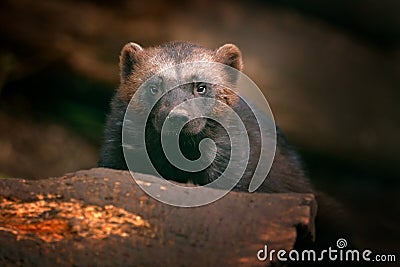 Detail portrait of wild wolverine. Face portrait of wolverine. Running tenacious Wolverine in Finland tajga. Danger animal in the Stock Photo