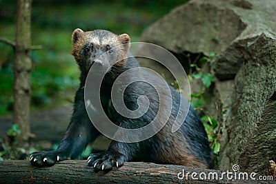 Detail portrait of wild wolverine. Face portrait of wolverine. Running tenacious Wolverine in Finland tajga. Danger animal in the Stock Photo