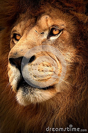 Detail profile lion Stock Photo